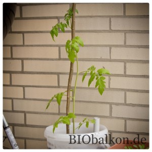 Tomatenpflanze im Kübel